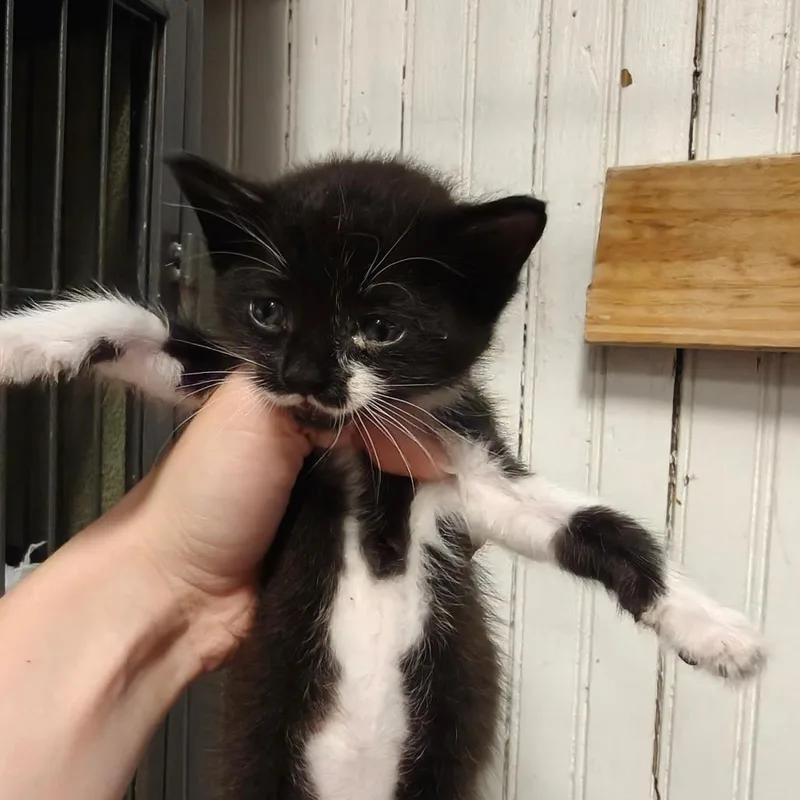 A baby small-sized male Black Domestic Short Hair cat named Mustachio for adoption in New Orleans, LA