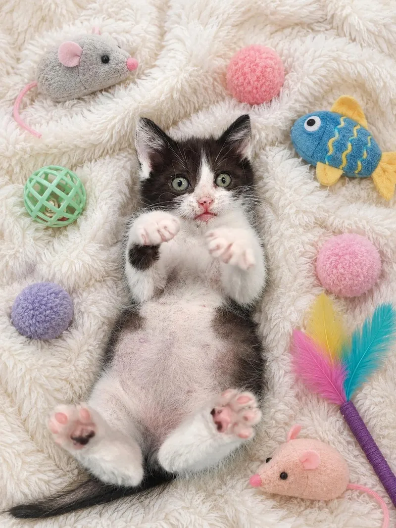A baby medium-sized male Black & White / Tuxedo Domestic Short Hair cat named Wyatt for adoption in Waterloo, IA