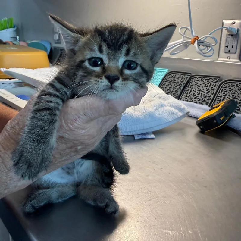 A baby small-sized female Gray / Blue / Silver Domestic Short Hair cat named Penne for adoption in Ponca City, OK
