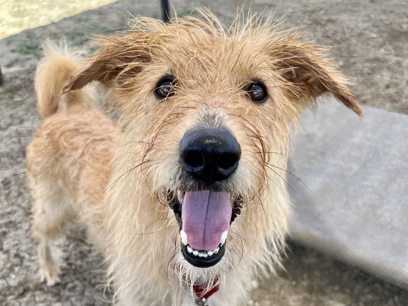 Sriracha thumbnail 2