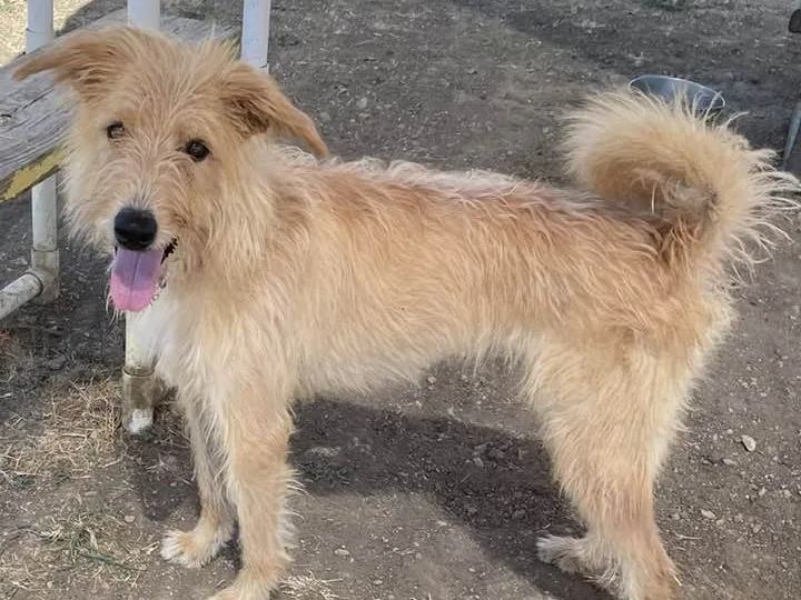 Sriracha thumbnail 3