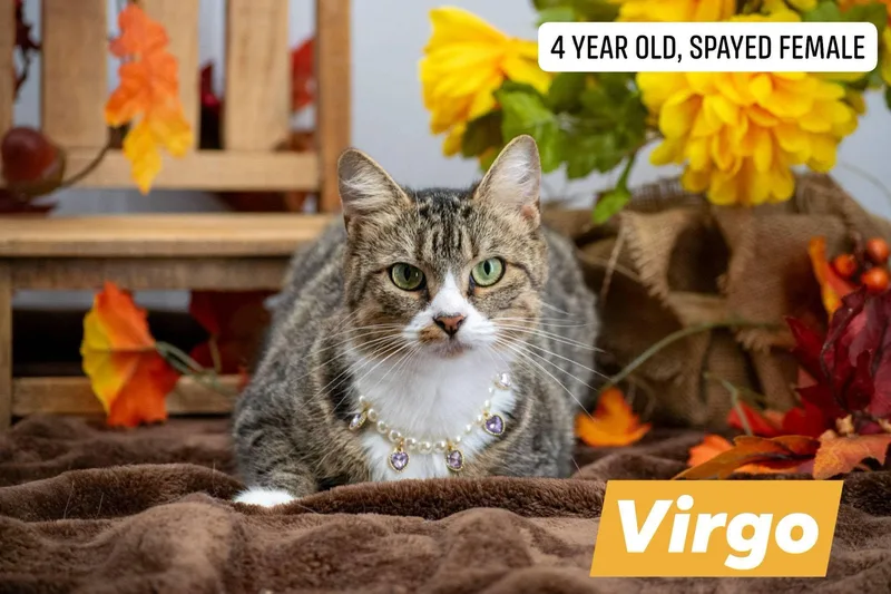 An adult medium-sized female Tabby (Brown / Chocolate) Domestic Short Hair cat named Virgo for adoption in Sevierville, TN