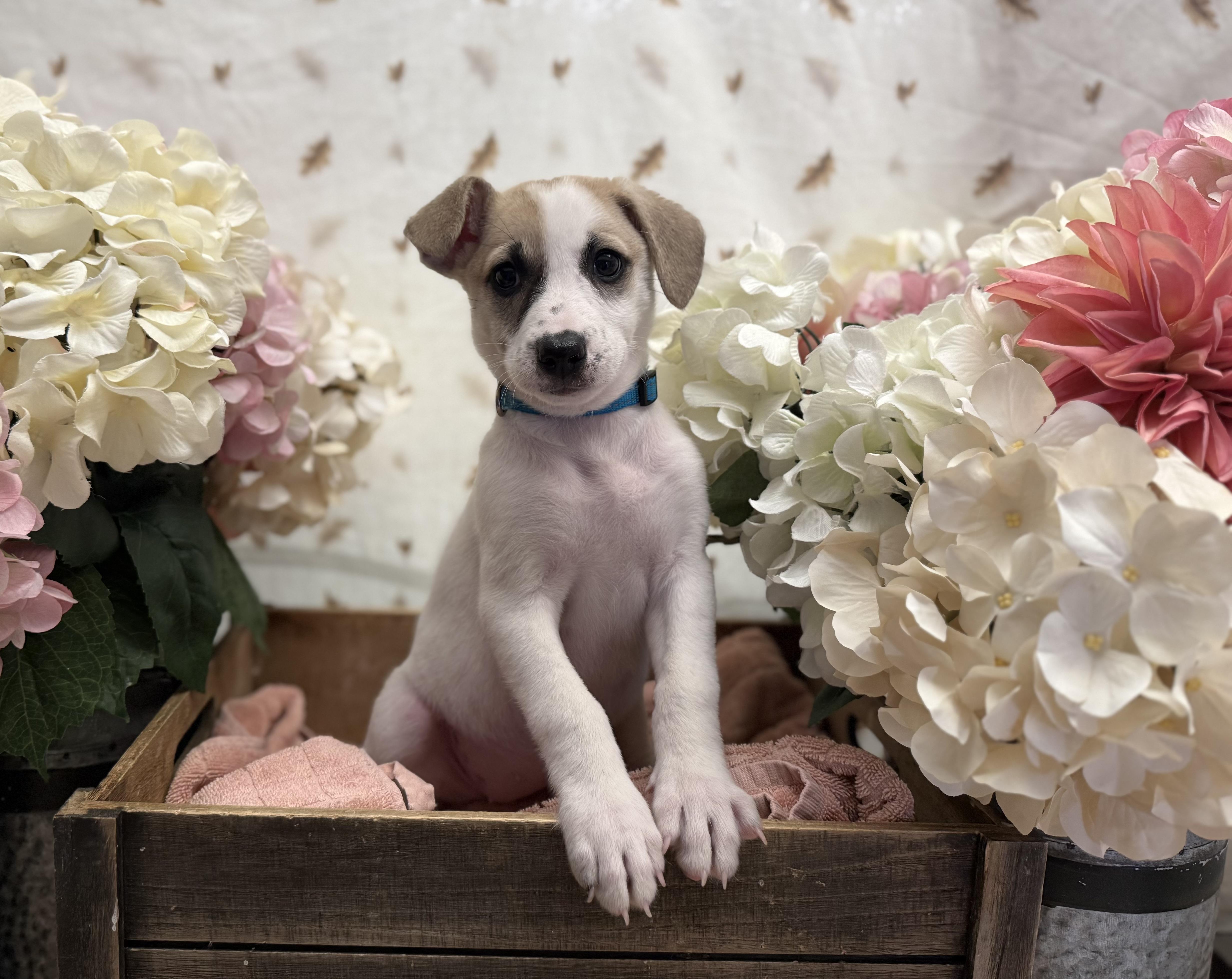 A baby medium-sized female White / Cream Terrier dog named Maple for adoption in Newberg, OR