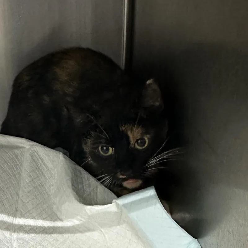 An adult small-sized female Domestic Short Hair cat named Bullseye for adoption in Corbin, KY