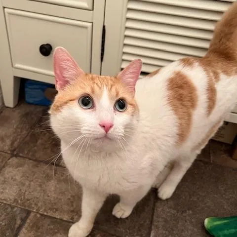 Dj Mittens thumbnail 2