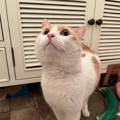 Dj Mittens thumbnail 3