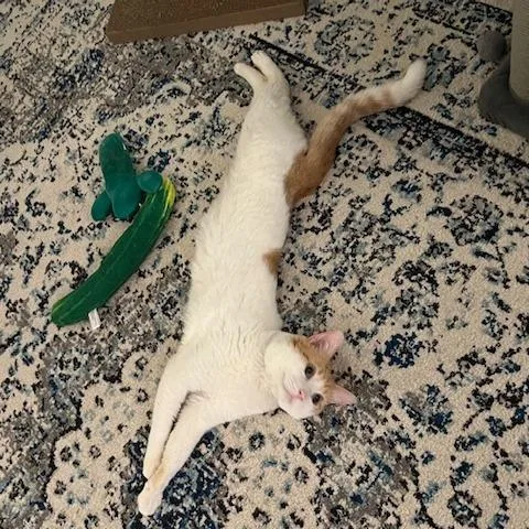 Dj Mittens thumbnail 4