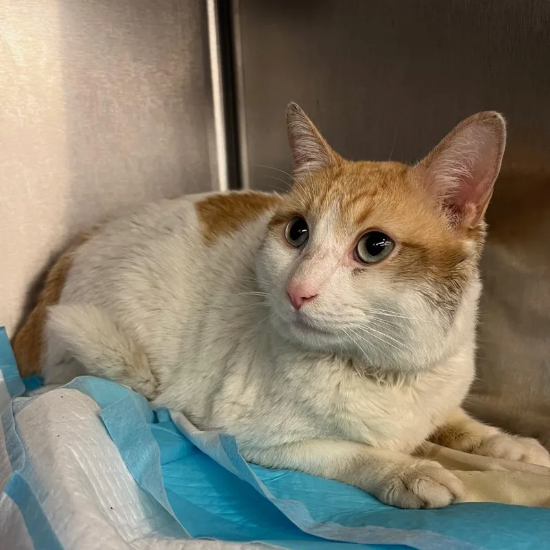 Dj Mittens thumbnail 6