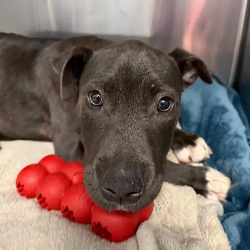 A baby medium-sized male Gray / Blue / Silver Mixed Breed dog named Galaxie for adoption in Martinsville, VA