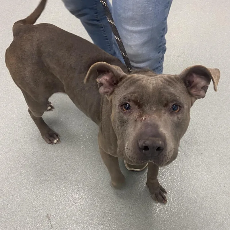 An adult medium-sized female Gray / Blue / Silver Pit Bull Terrier dog named Lena for adoption in Abilene, TX