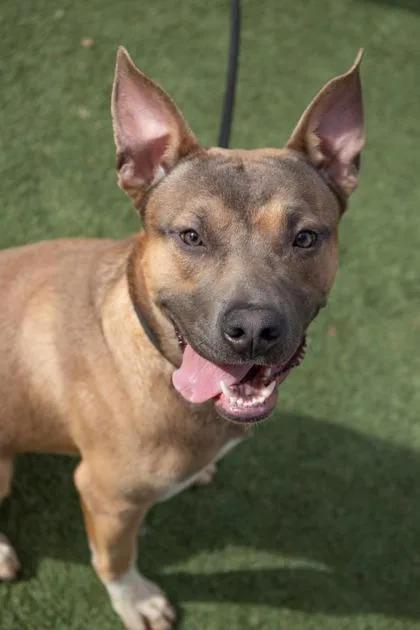 Greysean thumbnail 3