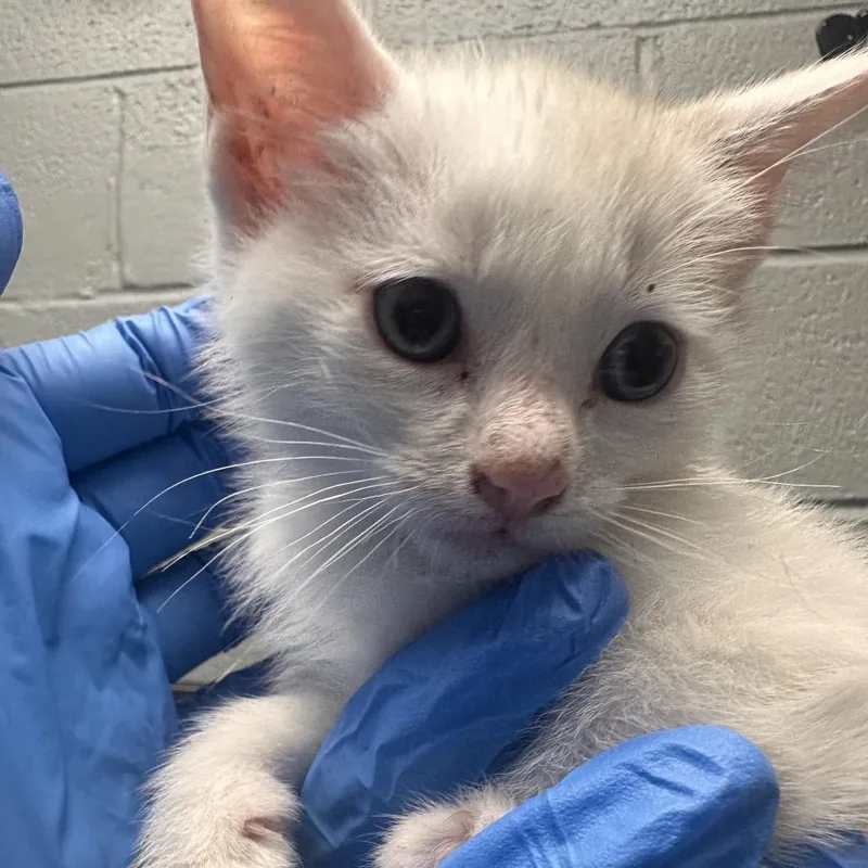 A baby small-sized male White Domestic Short Hair cat named Bartholomew for adoption in Allentown, PA