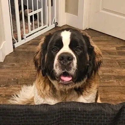 A young large-sized female Tricolor (Brown, Black, & White) Saint Bernard dog named Minnie for adoption in Pleasant Hill, CA