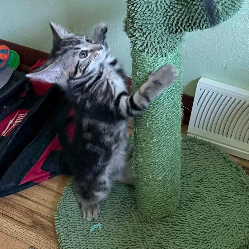 A baby small-sized female Brown / Chocolate Domestic Short Hair cat named Tater Tot for adoption in Middleton, WI