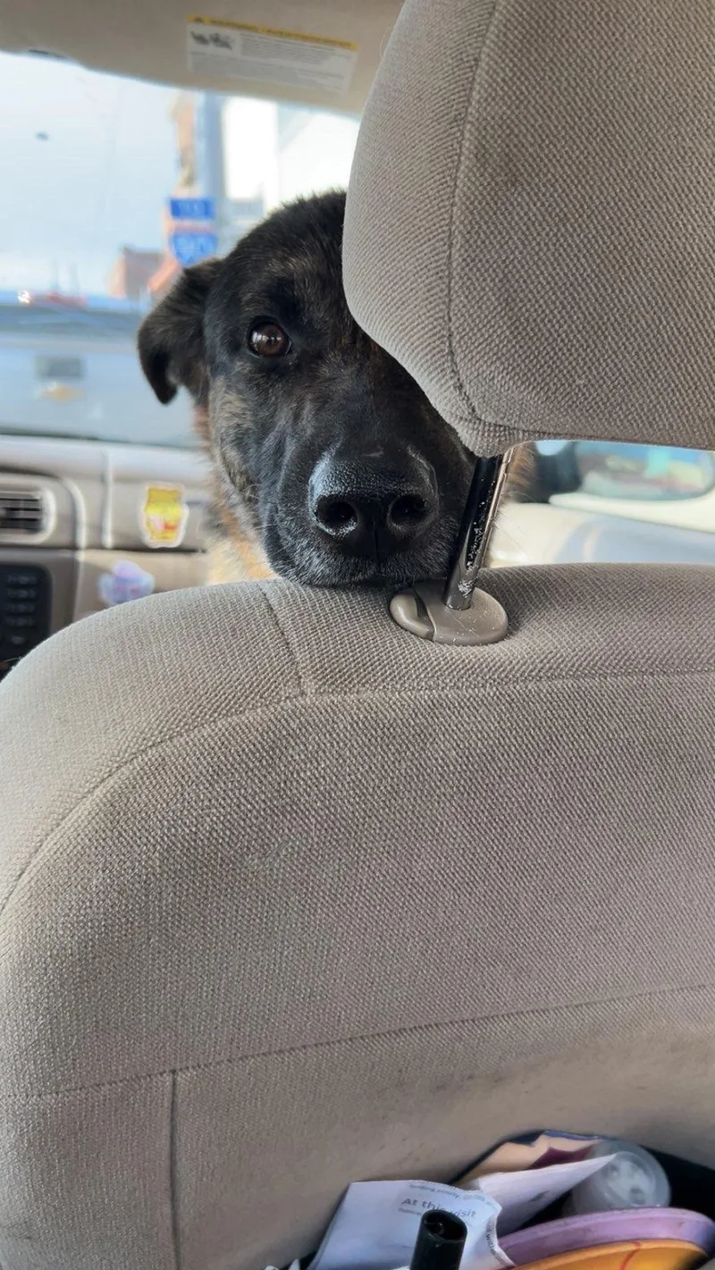 Bandit