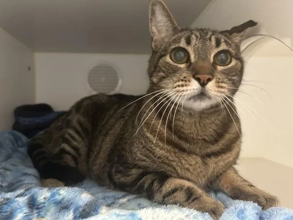 A senior medium-sized male Domestic Short Hair cat named Simon for adoption in El Cajon, CA