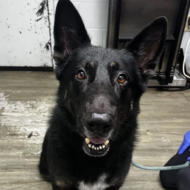 An adult medium-sized male Black Shepherd dog named Urban for adoption in Summerville, SC