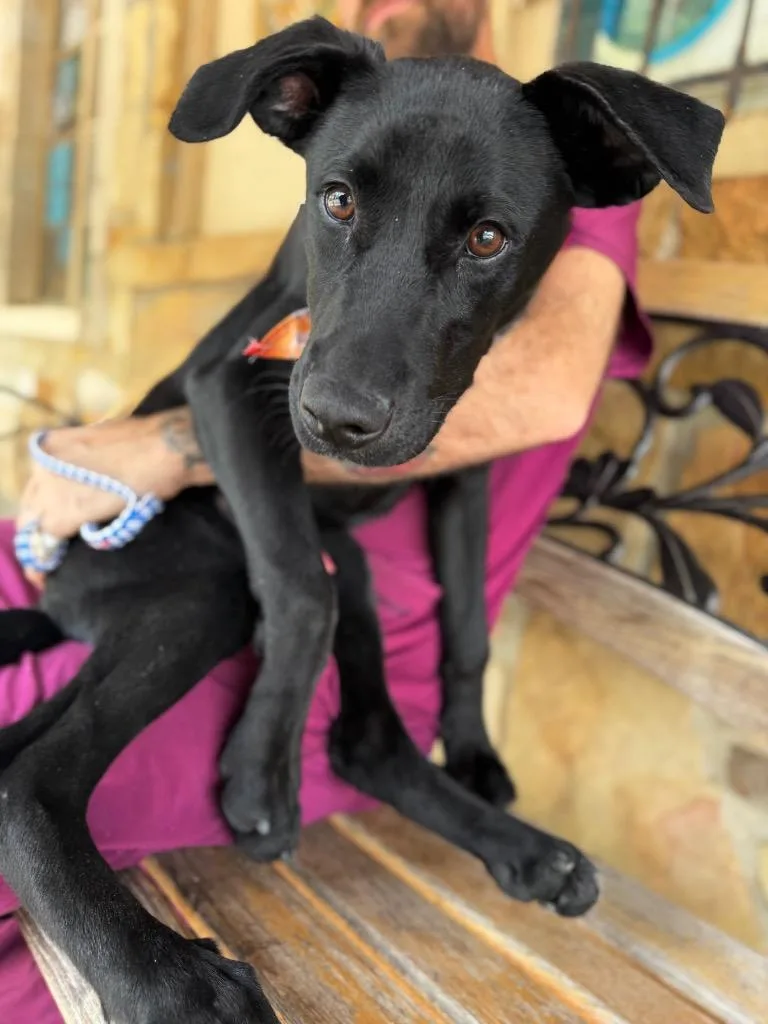 Wooten  Local Puppy thumbnail 2