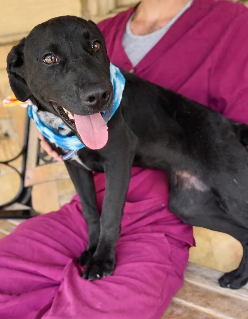 Wooten  Local Puppy thumbnail 3