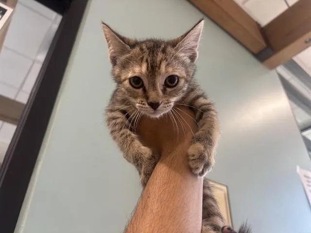 A baby small-sized female Domestic Short Hair cat named Tabby for adoption in Garland, TX