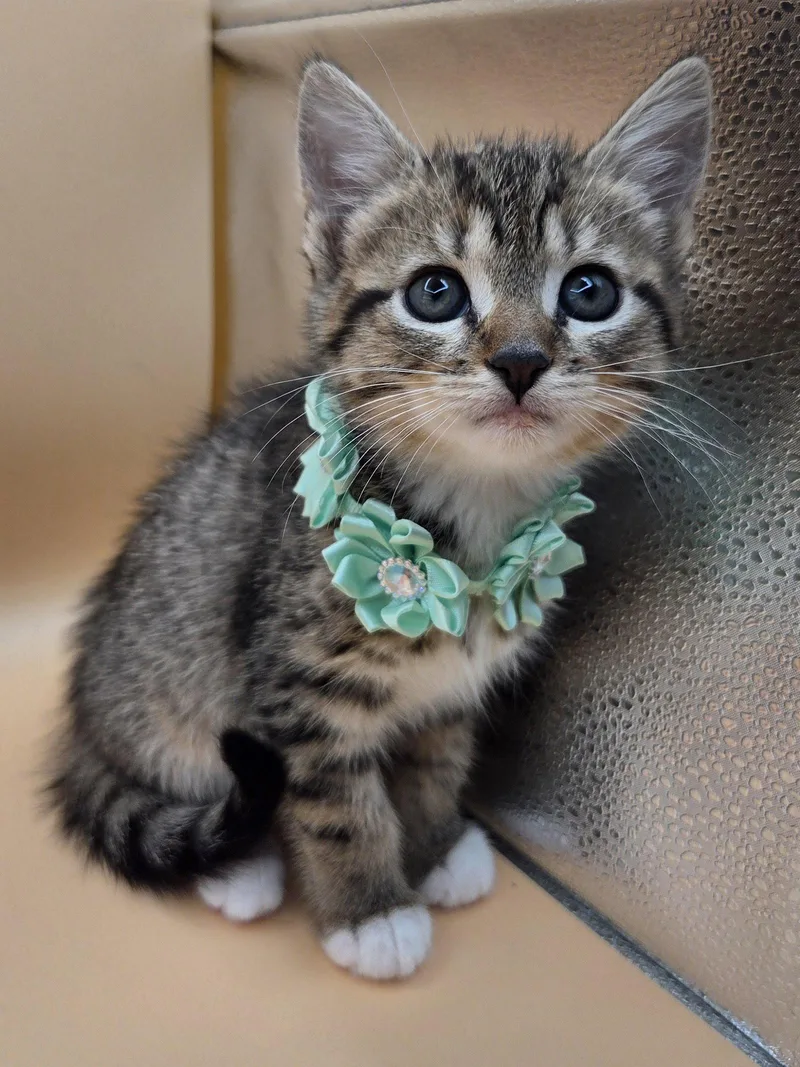 A baby medium-sized female Domestic Short Hair cat named Minnow for adoption in Magnolia Springs, AL