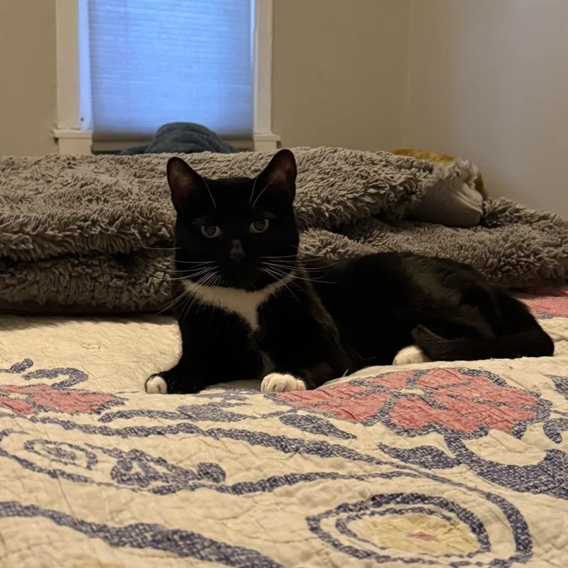 Lady Winston Peppercorn thumbnail 2
