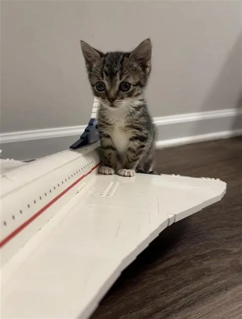 A baby small-sized male Domestic Short Hair cat named Mach for adoption in Statesville, NC