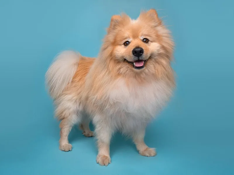 Mastermind thumbnail 2