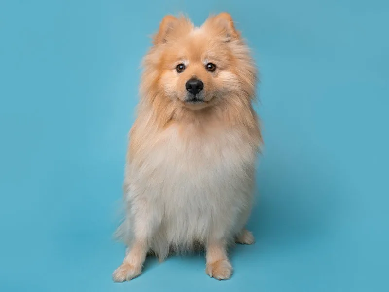 Mastermind thumbnail 3