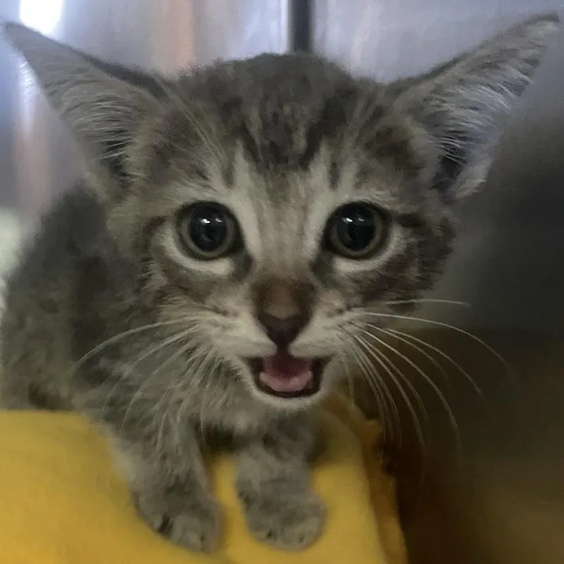 A baby small-sized female Gray / Blue / Silver Domestic Short Hair cat named Rudy for adoption in San Gabriel, CA