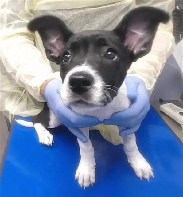 A baby large-sized female Australian Cattle Dog / Blue Heeler dog named Mononoke for adoption in Phoenix, AZ