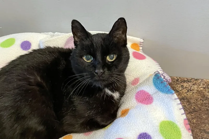 A senior small-sized female Black Domestic Short Hair cat named Sadie for adoption in Lincoln, NE