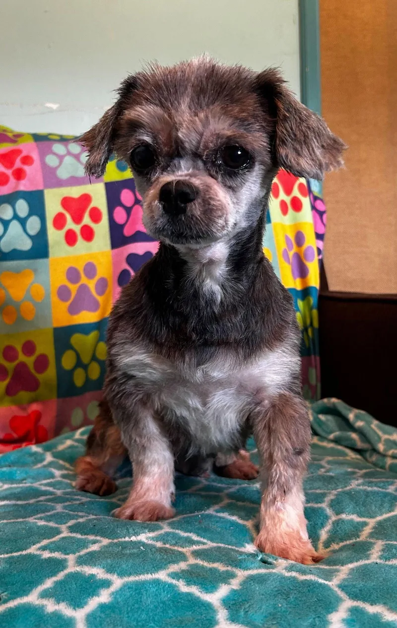 An adult small-sized female Shih Tzu dog named Nutmeg Mar for adoption in Pacolet, SC