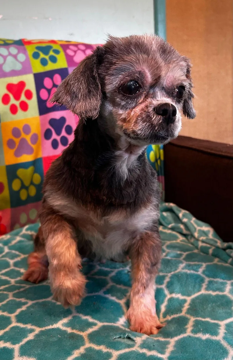 Nutmeg Mar thumbnail 2