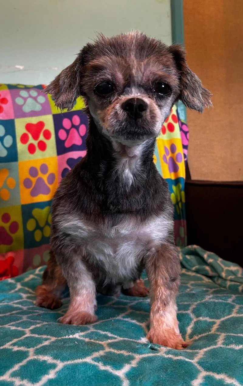 Nutmeg Mar thumbnail 3