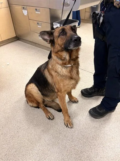 An adult large-sized female German Shepherd Dog dog named Buttercup for adoption in Riverside, CA