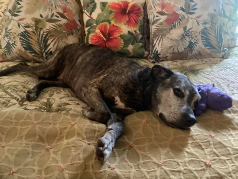 A senior medium-sized female Brindle Cattle Dog dog named Brittany for adoption in Palm City, FL
