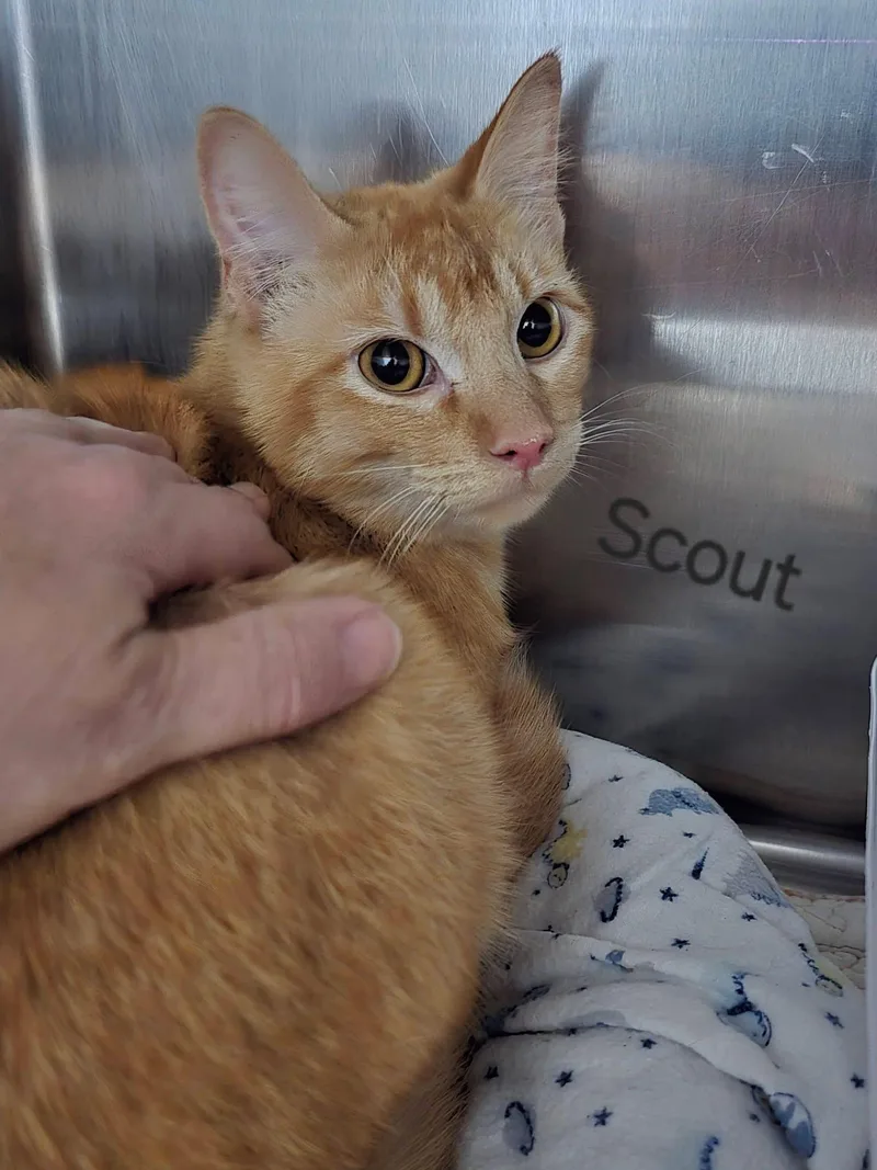 A young small-sized male Orange & White Domestic Short Hair cat named Scout for adoption in Mingus, TX