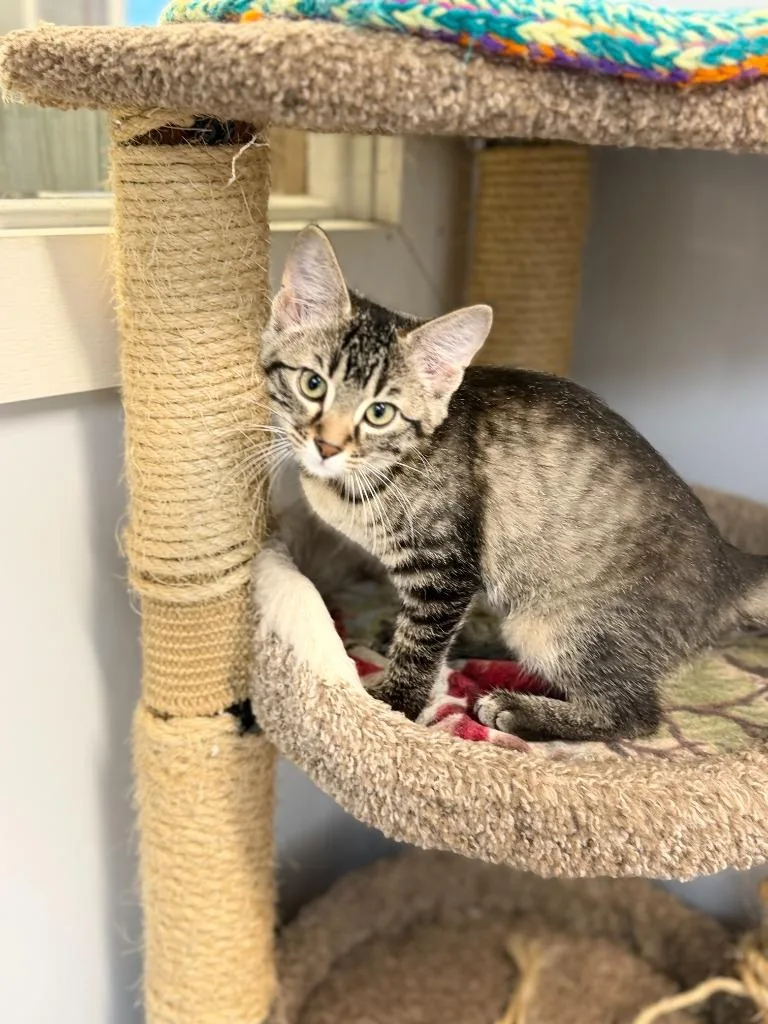 A baby small-sized female Domestic Short Hair cat named Muffer for adoption in Algona, IA