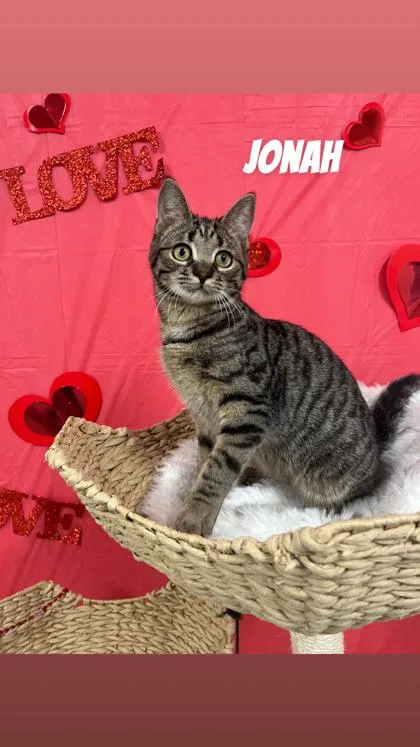 A young medium-sized male Tabby (Brown / Chocolate) Domestic Short Hair cat named Jonas for adoption in Cashiers, NC