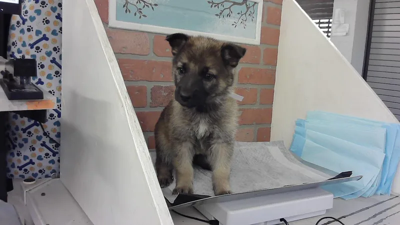 A baby small-sized female German Shepherd Dog dog named Stormy for adoption in Houston, TX