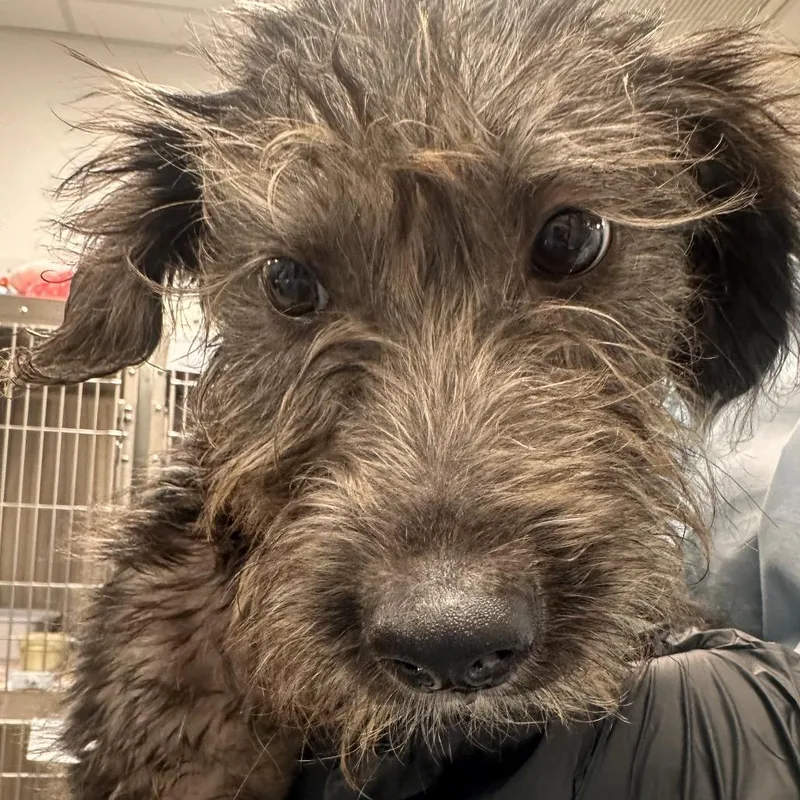 A young small-sized male Gray / Blue / Silver Miniature Schnauzer dog named Churro for adoption in Lakeland, FL