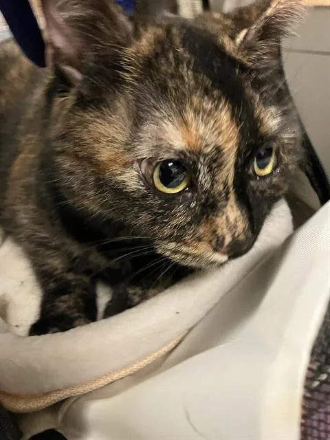 An adult medium-sized female Domestic Short Hair cat named Scout for adoption in Long Beach, CA