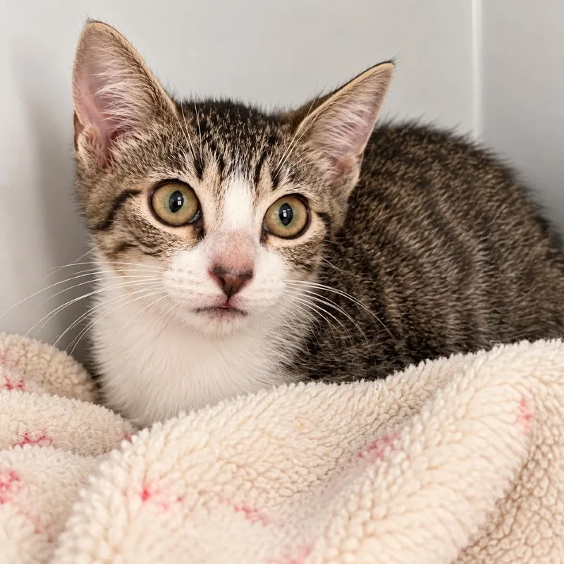 A baby small-sized male Brown / Chocolate Domestic Short Hair cat named Taika Waititi for adoption in Austin, TX