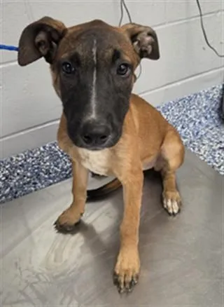 A baby small-sized female Shepherd dog named Sadie for adoption in Riverside, CA