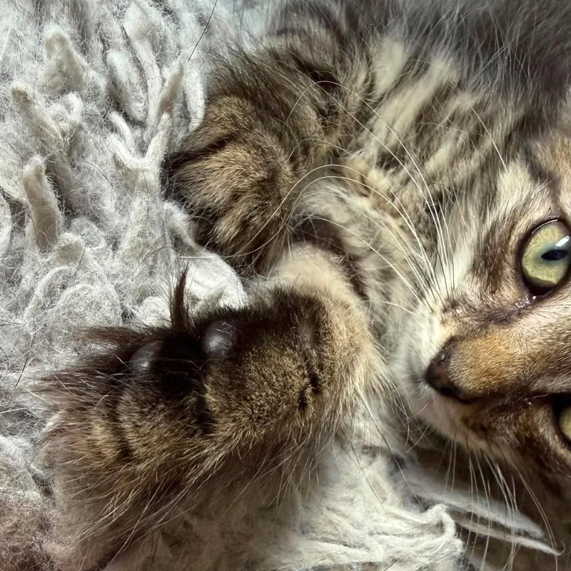 A baby medium-sized male Tabby (Gray / Blue / Silver) Domestic Medium Hair cat named Timothy for adoption in Beulaville, NC