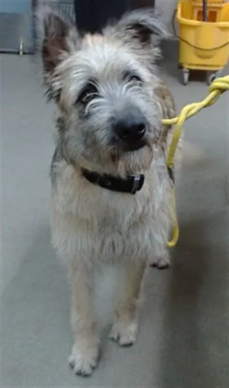 A young large-sized male Irish Wolfhound dog named Jackson for adoption in Salinas, CA