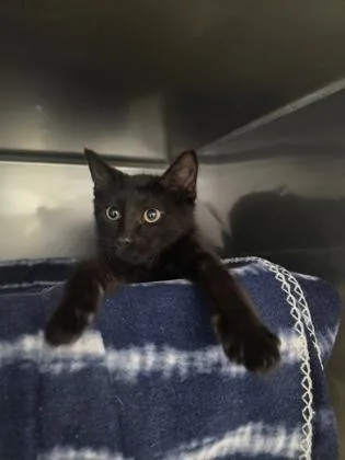 A baby small-sized male Domestic Short Hair cat named Galactus for adoption in Madison, NJ