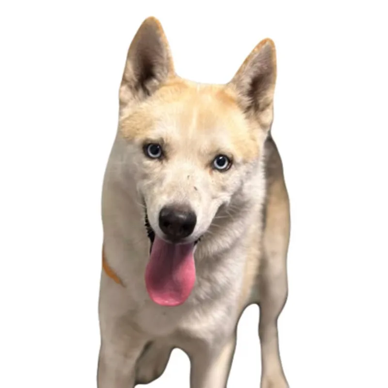 A young medium-sized male Siberian Husky dog named Bobo for adoption in Red Bluff, CA