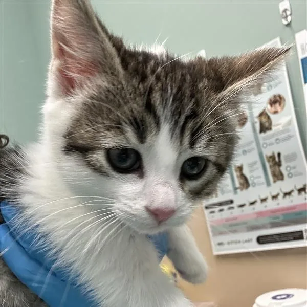 A baby small-sized female Brown / Chocolate Domestic Short Hair cat named Lemongrass Tea for adoption in Tacoma, WA